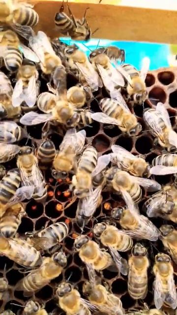 ОБЛЕТЕЛАСЬ #матководство #пчеловодство #bee #пасека #пчелы #queenbee смотреть онлайн