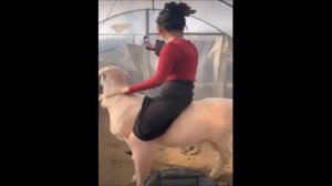 Girl Rides Her Sheep Every Day!