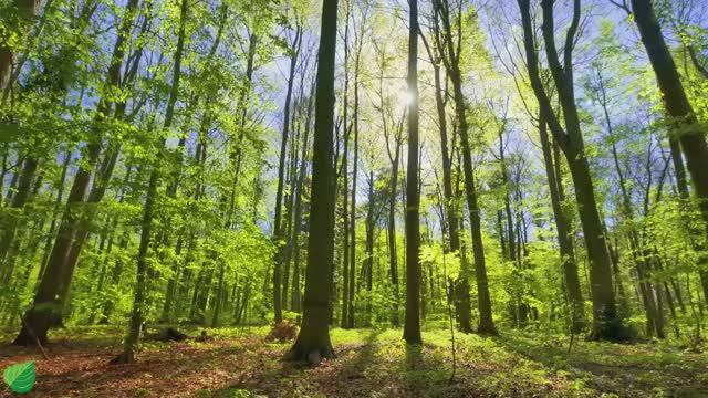 Успокаивающая музыка лечит сердце и успокаивает нервную систему🍀 Музыка для души и релаксации №8