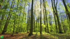 Успокаивающая музыка лечит сердце и успокаивает нервную систему🍀 Музыка для души и релаксации №8