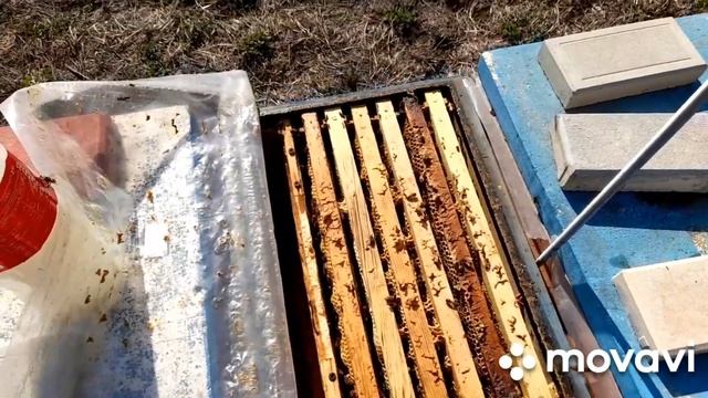 ПЧЁЛЫ ТАЮТ. ОКТЯБРЬ. КЛЕЩ 11.10.2024 #пчеловодство #пчелы #пасека смотреть онлайн