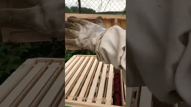 Сотовый мед