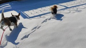 Новый снег и две счастливые собаки. Грейси & Фокс | Передержка собак Ростов