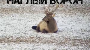 Наглый ворон пристает к животным