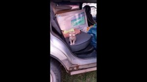 Первые птички и свежий воздух