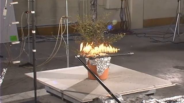 Walter's Vibernum (Viburnum obovatum) - Low Flammability shrub. смотреть онлайн