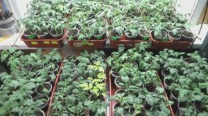 Наконец - то все томаты распикированы! Обзор рассады томатов после пикировки.