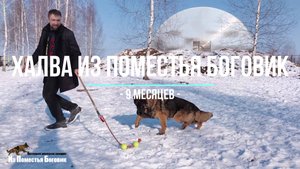 ХАЛВА Из Поместья Боговик (9 мес) зонарная длинношерстная немецкая овчарка