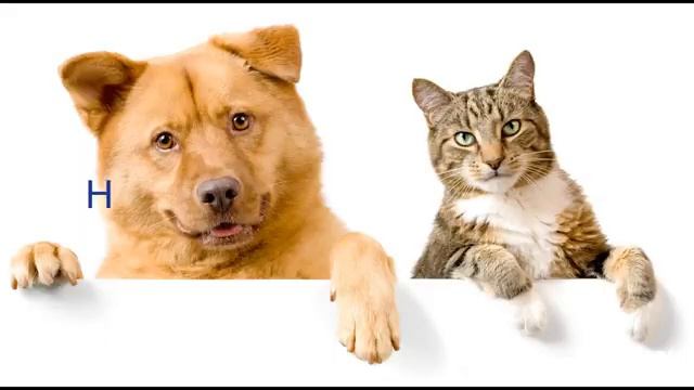 О братьях наших меньших