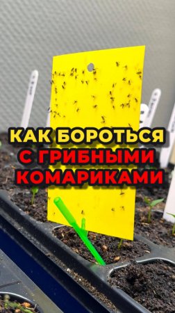 У вас завелись грибные комарики? 🦟😨