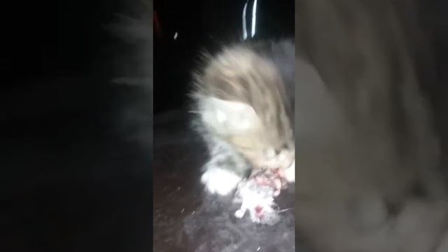 Kitty eats mouse. Lmao смотреть онлайн