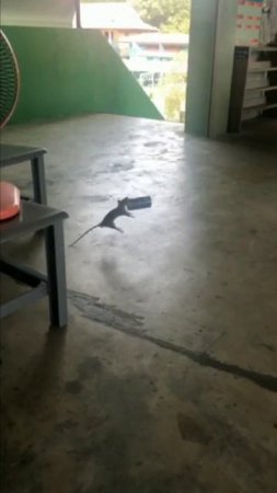 попрыгуша