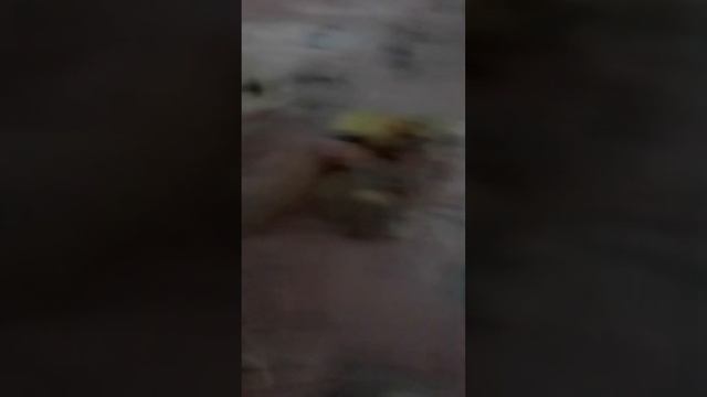 АБЗОР -ДОМ СКВИШ СОБАЧЕК!- АНТИСТРЕСС СОБАКИ💞🙃💌 смотреть онлайн