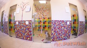 Зоогостиница PetWish г.Пушкино М.О.