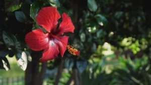 РАЗЛЕТАЮТСЯ ГОДА...моя новая песня ❤️