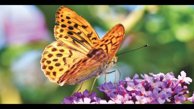 Rusłan i Ludmiła.Uwertura.Michaił Glinka смотреть онлайн