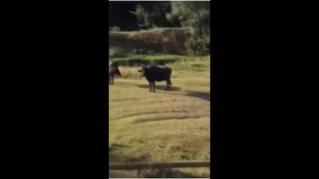 Вставки для видеомонтажа На быка смотри, бык даже в аху смотреть онлайн