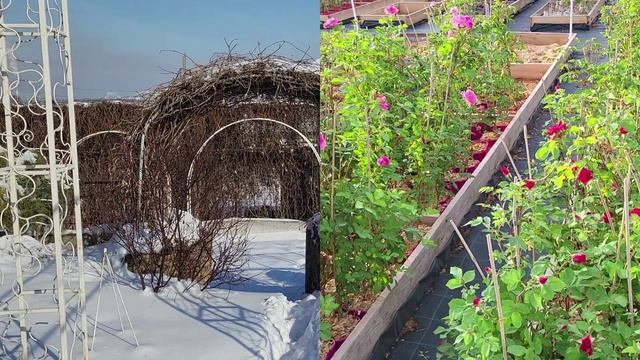 Весенние работы в саду. 2 марта. Масляница.