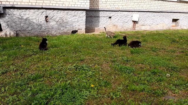 Дикие кошки после охоты смотреть онлайн