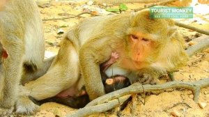 Tiny newborn baby monkey try to get milk, It hard to get milk cos Tara disturb all times