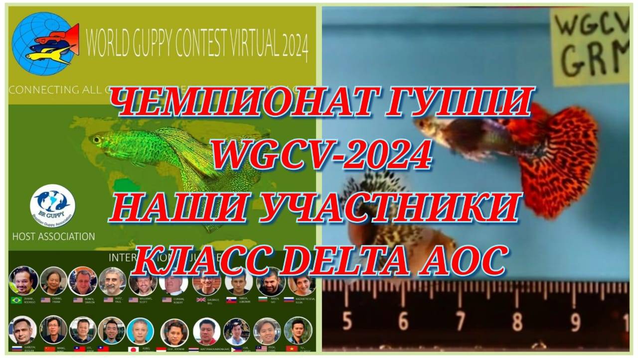 ВСЕМИРНАЯ ВЫСТАВКА ГУППИ WGCV-2024 / Наши гуппи RED MOSAIC BIG EAR в классе DELTA TAIL–AOC