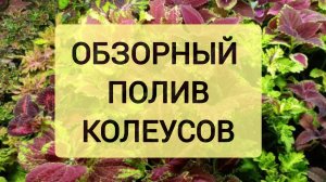 ОБЗОРНЫЙ ПОЛИВ КОЛЕУСОВ
