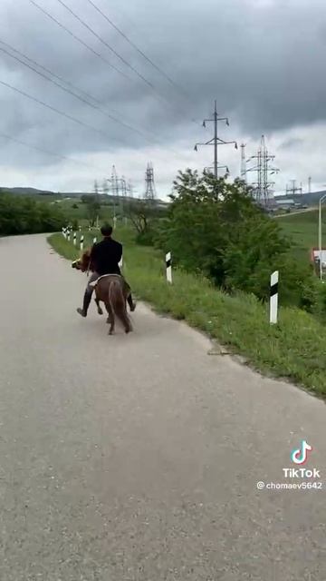 жеребцы карачаевская порода самые мощные 🏇🏇❤️❤️💘(5) смотреть онлайн