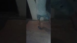 Танец "Лебедушки"