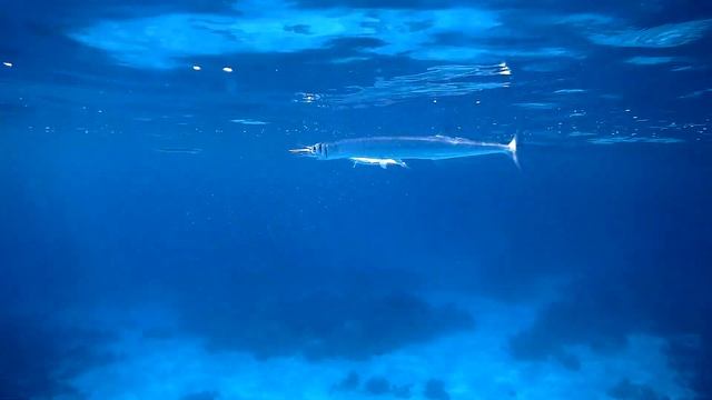 Red Sea houndfish (Tylosurus choram) cannibal, Красноморский тилозур каннибал смотреть онлайн