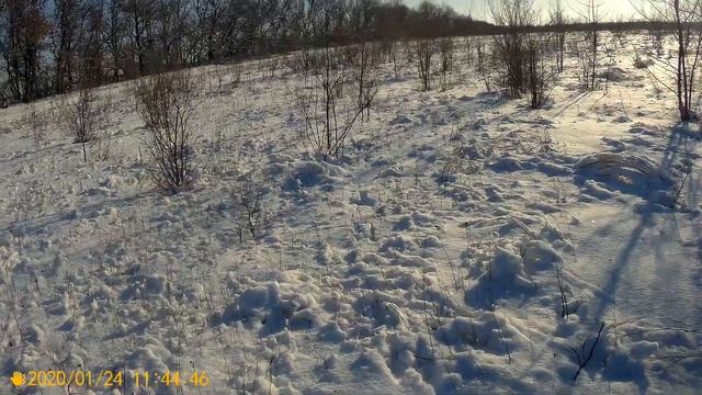 Охота на зайца с сыновьями №26. 24.01.2020. смотреть онлайн