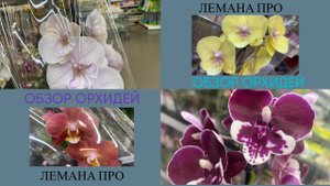 ОБЗОР ОРХИДЕЙ ЛЕРУА МЕРЛЕН (Лемана ПРО) БИГ ЛИПОВОЕ ЦАРСТВО.Поставка к 8 марта