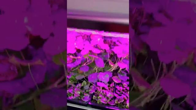 Обзор фермы подписчика Кирилла смотреть онлайн