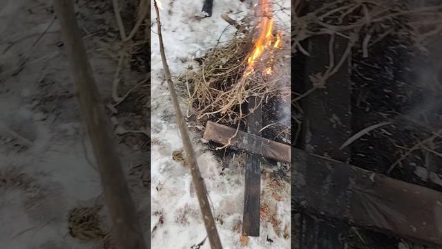 Маслиница