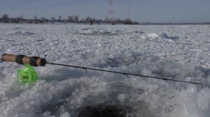 Эту Блесну нужно Запретить. Раздача Крупного Окуня. Давно так не ловил. Зимняя рыбалка на Волге