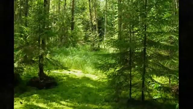 Лес  Музыка для релаксации смотреть онлайн