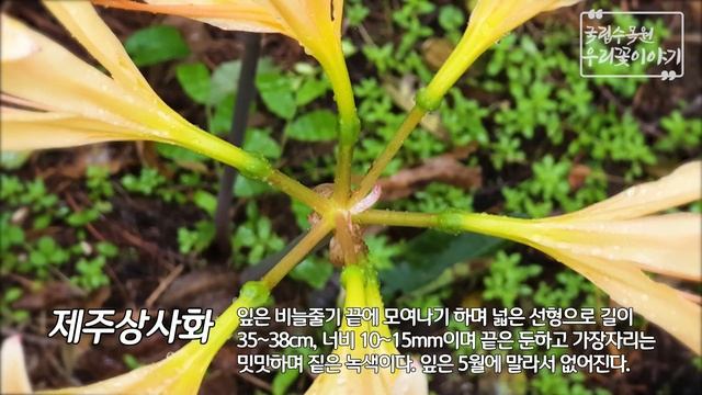[우리꽃 이야기. 56]  제주상사화 смотреть онлайн
