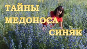 Почему пчёлы летят на синяк?  Мёдопродуктивность и секреты выращивания синяка