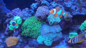 Аквариум А100