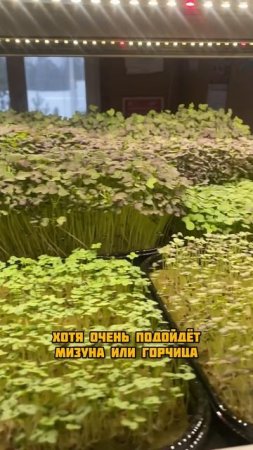 Добавка к шашлыку