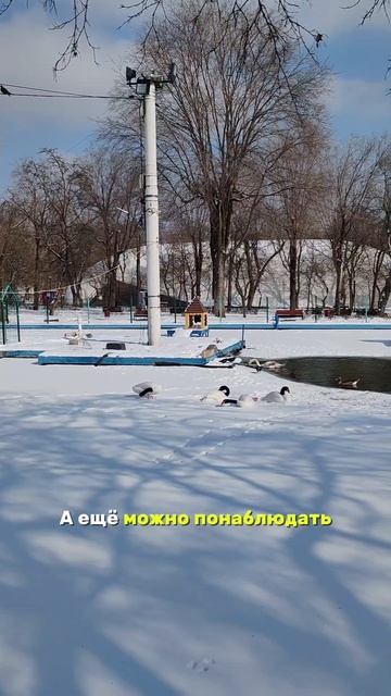РОЗОВЫЕ ФЛАМИНГО В ГОРОДСКОМ ПАРКЕ