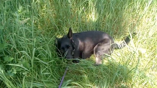 Валяюсь в траве... смотреть онлайн