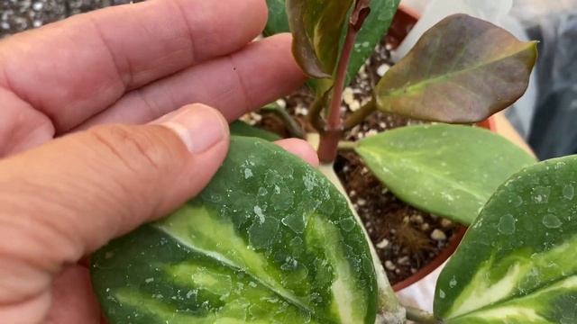 Hoya Obovata Variegated смотреть онлайн