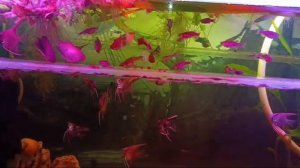 кормлю рыбок