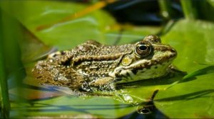 Звук Лягушек, Лягушка Квакает. Кваканье Лягушки в Пруду. КВА-КВА