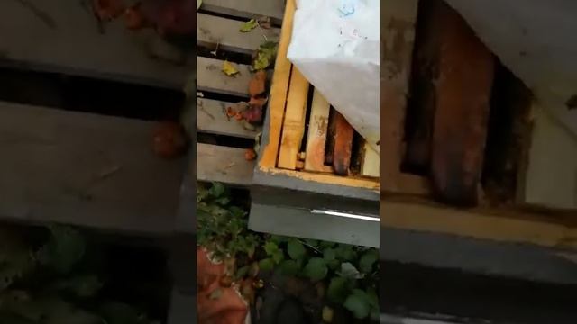⚡⚡⚡Подкормка пчёл лекарством и пластины от клища✨ смотреть онлайн