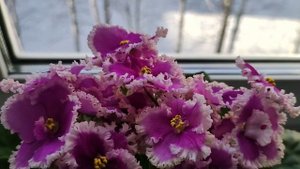 Несколько сортов из моей коллекции.