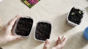 Посев и пикировка в конце февраля 🌱