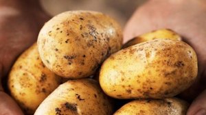 Картофель - всё таки вред или польза?