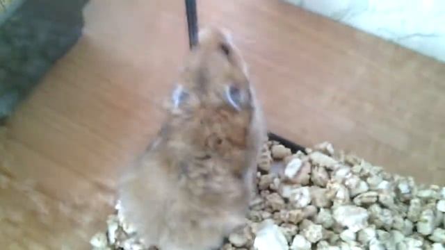 Жильё хомяков смотреть онлайн