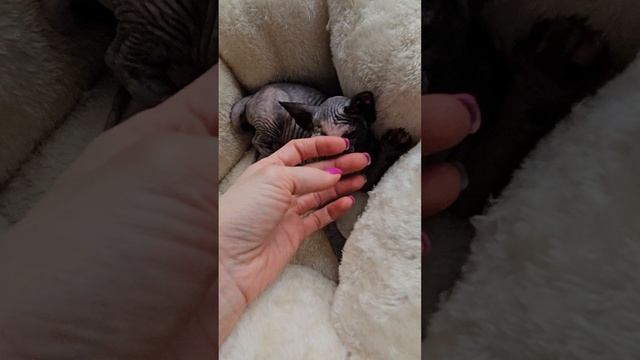канадский сфинкс,девочка